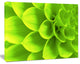 Bright Green Flower Petals, Floral Canvas Art Print, 40"x30"