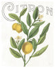"Classic Citrus V" Digital Paper Print by Sue Schlabach, 22"x26"