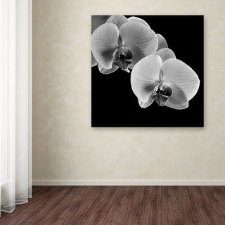'Orchids' Canvas Art by Michael Harrison