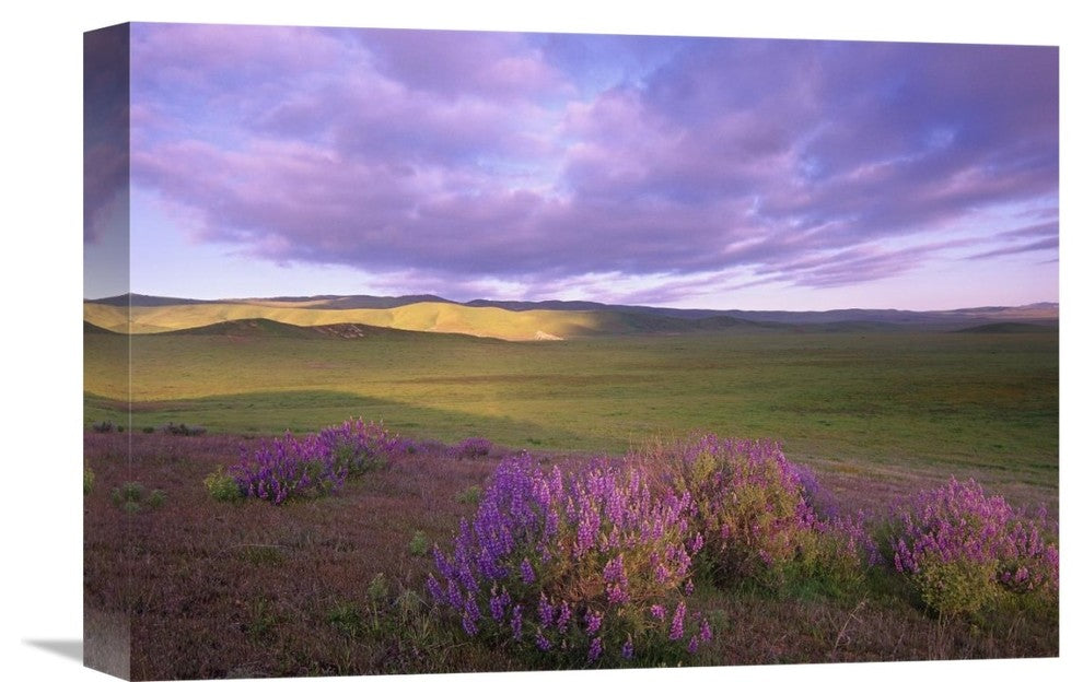 "Large-Leaved Lupine, Carrizo Plain National Monument, California" Artwork