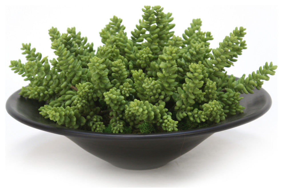 Succulents Garden in Round Bowl