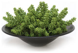 Succulents Garden in Round Bowl