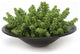 Succulents Garden in Round Bowl