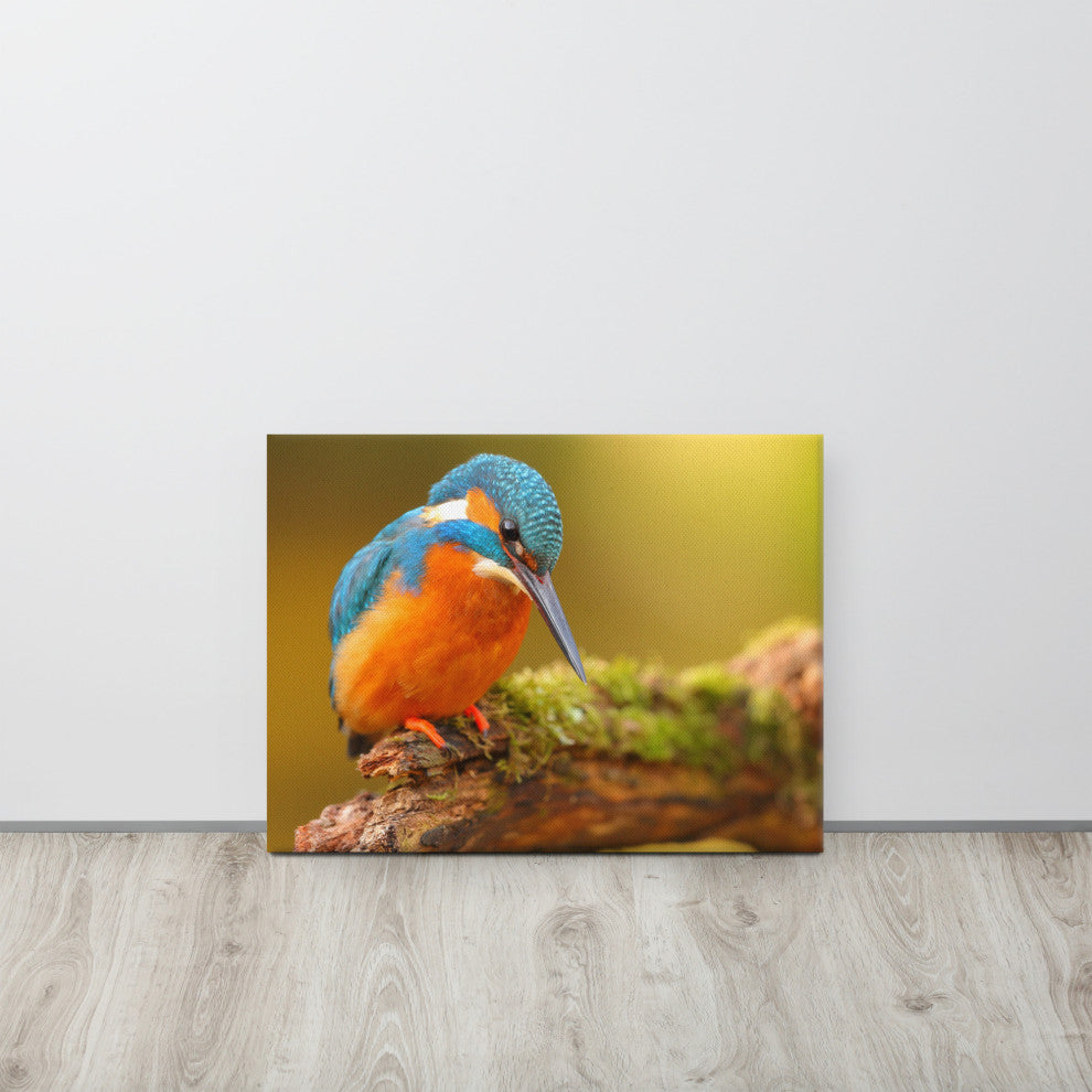 Kingfisher Bird on Perch 2 Animal Wildlife Photo Canvas Wall Art Prints, 18" X 24"