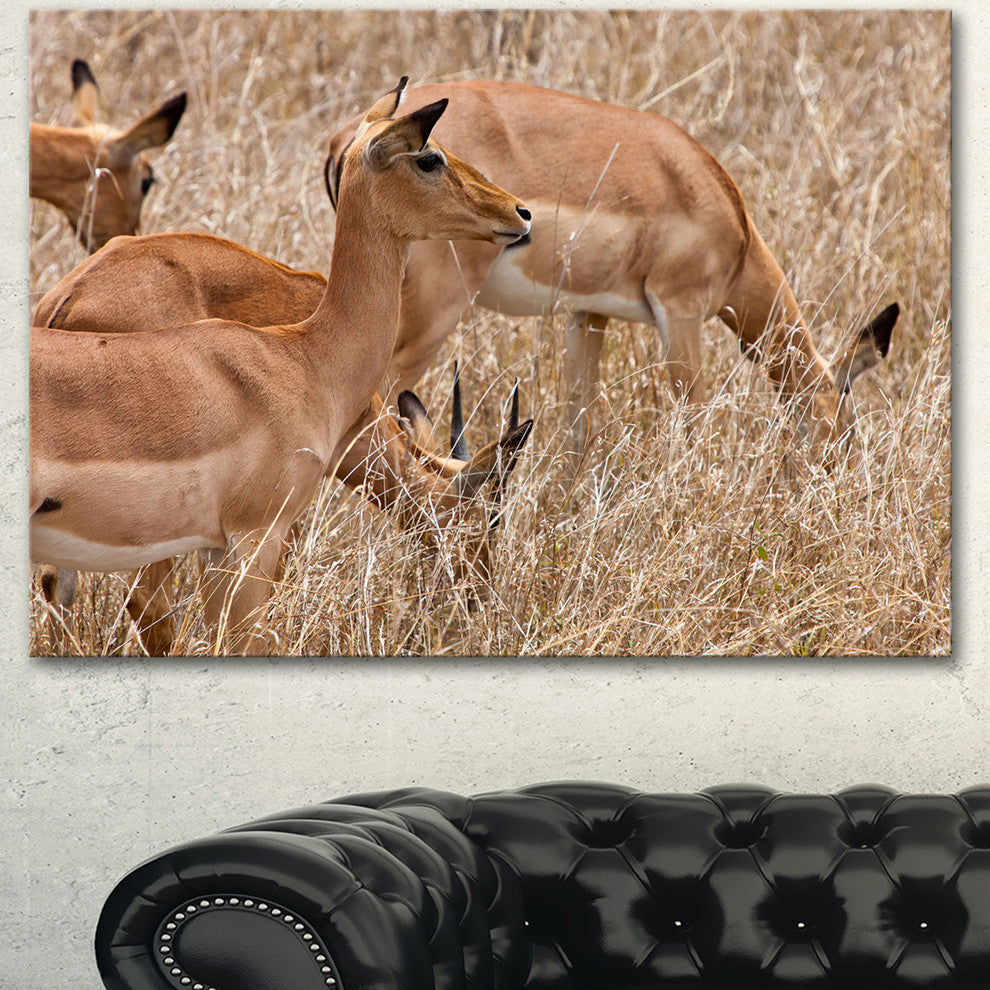 Grants Gazelles Grazing in Grassland, Animal Canvas Art Print, 60"x28"