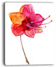 "Beautiful Dual-Toned Star Flower" Flower Wall Art", 12"x20"