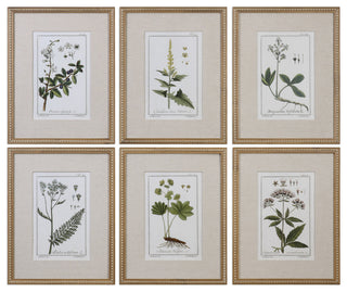 Uttermost Green Floral Botanical Study Pine Wood Prints - Multi-Color (Set of 6)