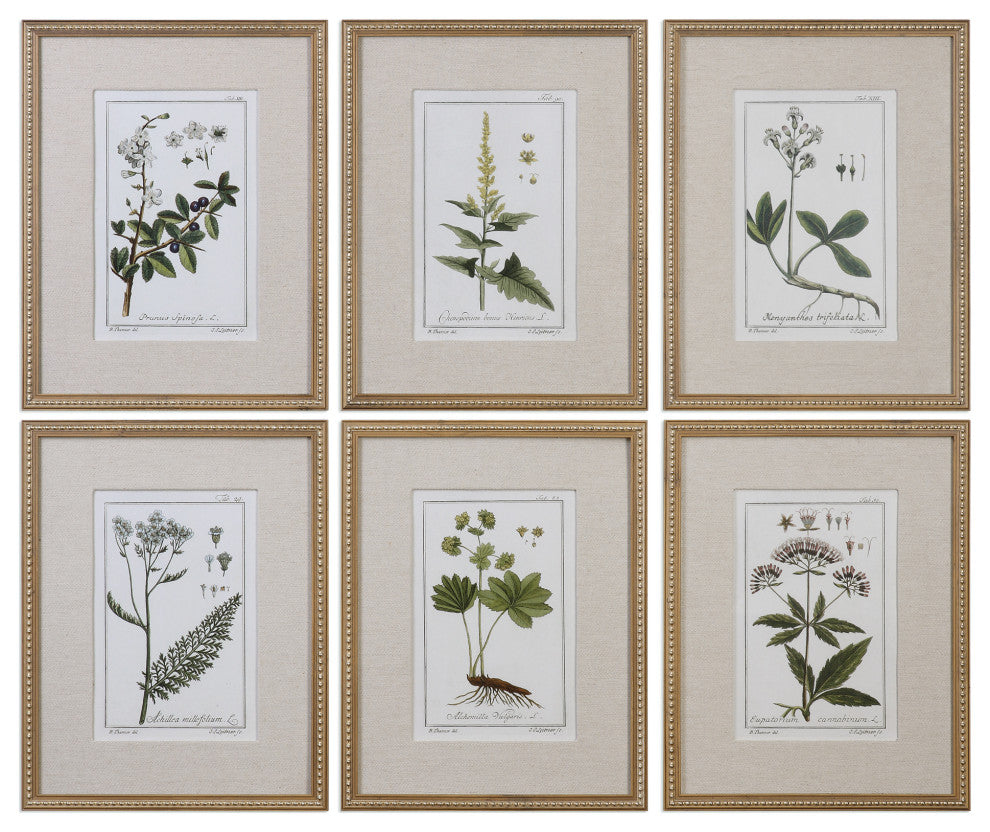 Uttermost Green Floral Botanical Study Pine Wood Prints - Multi-Color (Set of 6)