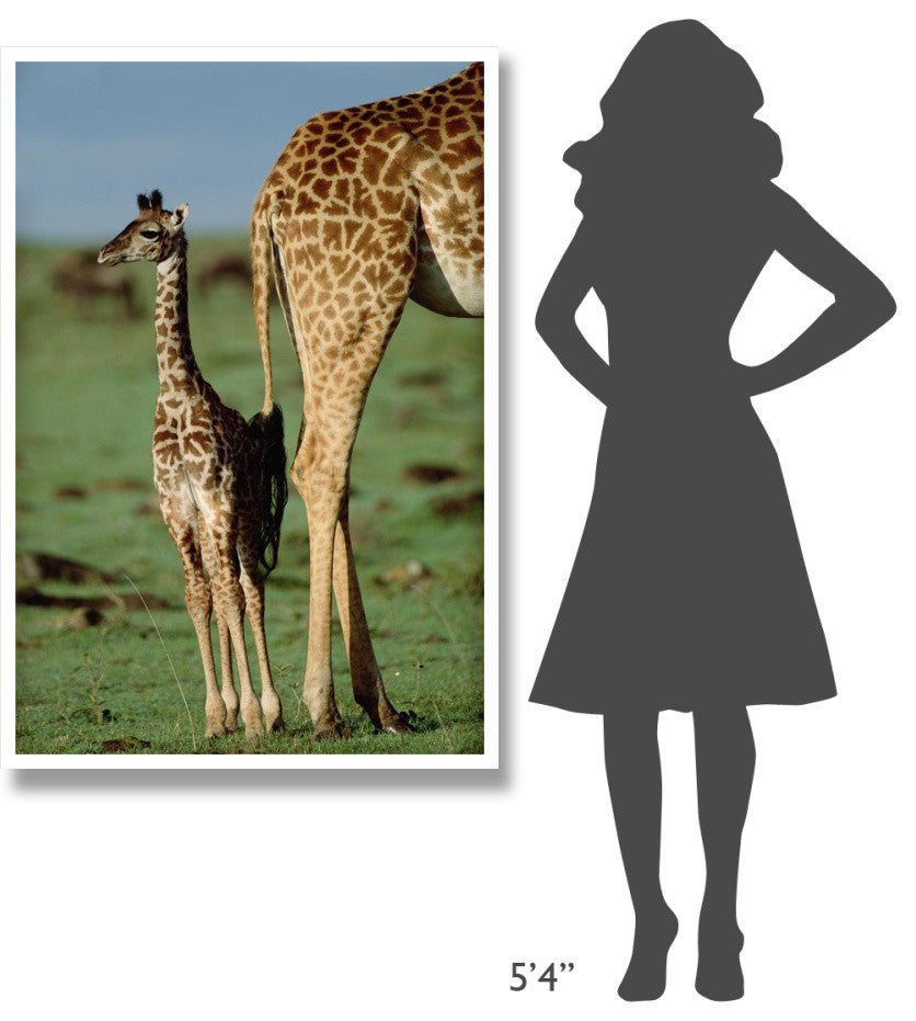"Giraffe mother with young, Kenya" Paper Print by Tim Fitzharris, 34"x50"