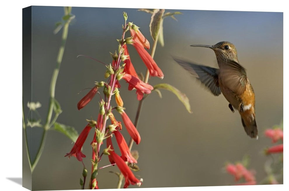 "Broad-Tailed Hummingbird Feeding On Nectar, Santa Fe, New Mexico" Artwork