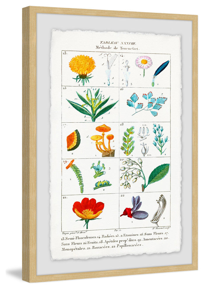 "Botany French 2" Framed Painting Print, 16"x24"