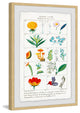 "Botany French 2" Framed Painting Print, 16"x24"