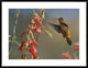 Broad-Tailed Hummingbird Feeding On Flower Nectar, Santa Fe, New Mexico, 38"x30"