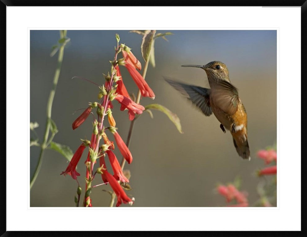 Broad-Tailed Hummingbird Feeding On Flower Nectar, Santa Fe, New Mexico, 38"x30"
