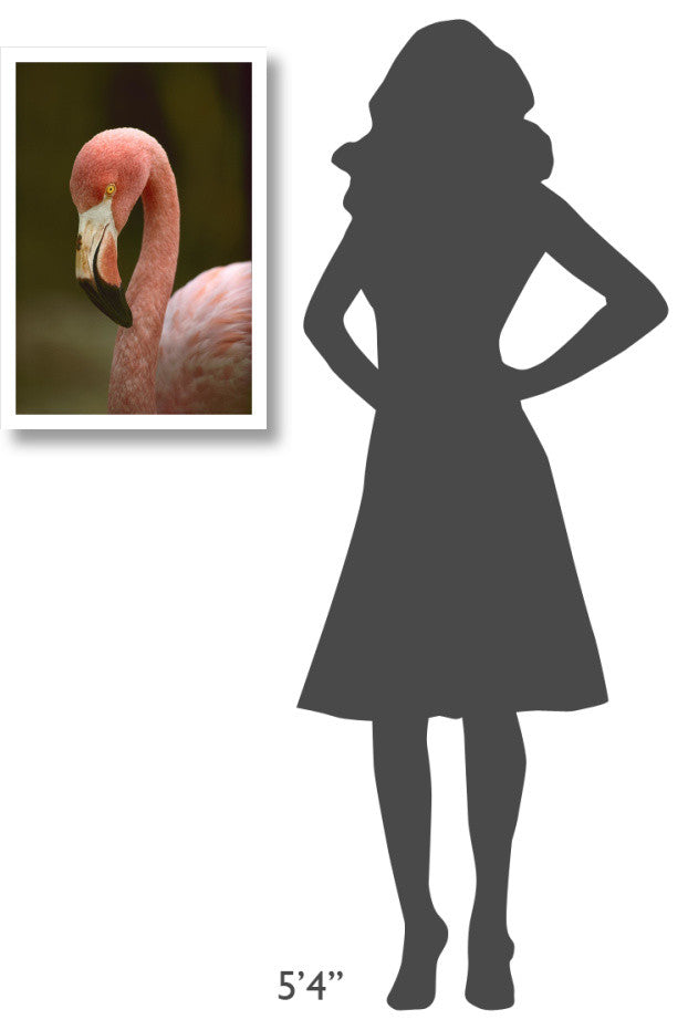 "Greater Flamingo, Caribbean" Digital Paper Print by Tim Fitzharris, 18"x26"