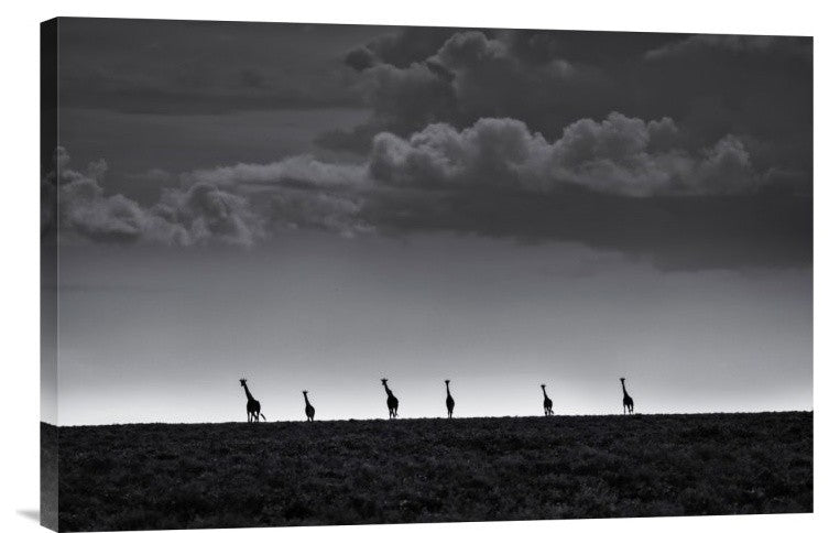 "6 Giraffes" Stretched Canvas Giclee by Greg Metro, 24"x16"