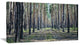 Forest Road in Thick Woods, Modern Forest Canvas Art, 32"x16"