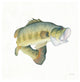 "Gone Fishin Large Mouth" Digital Paper Print by Elyse DeNeige, 26"x26"