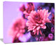 Colorful Autumnal Chrysanthemum, Floral Canvas Art Print, 40"x30"