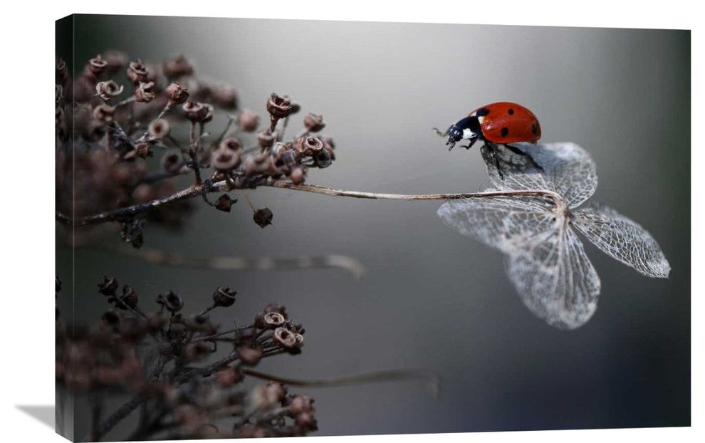 "Ladybird On Hydrangea." Stretched Canvas Giclee by Ellen Van Deelen, 30"x20"