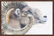 Marmont Hill, "Ram Profile 4" Framed Painting Print, 30x20