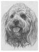 "Cockapoo" by Barbara Keith, Canvas Art