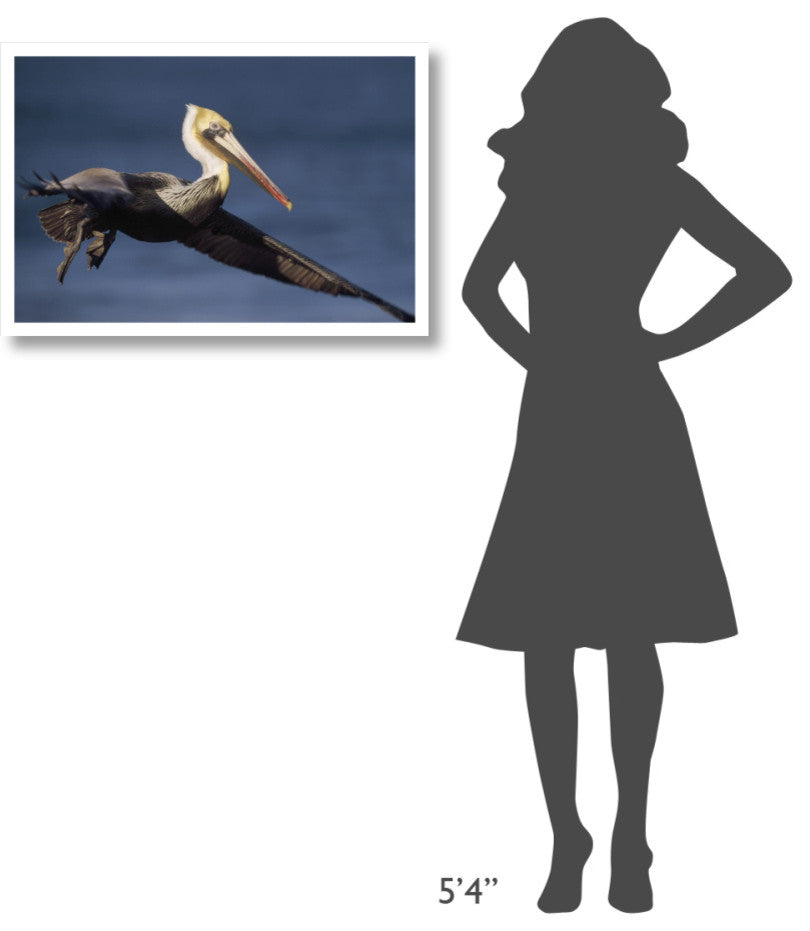 "Brown Pelican flying, California" Paper Print by Tim Fitzharris, 32"x22"