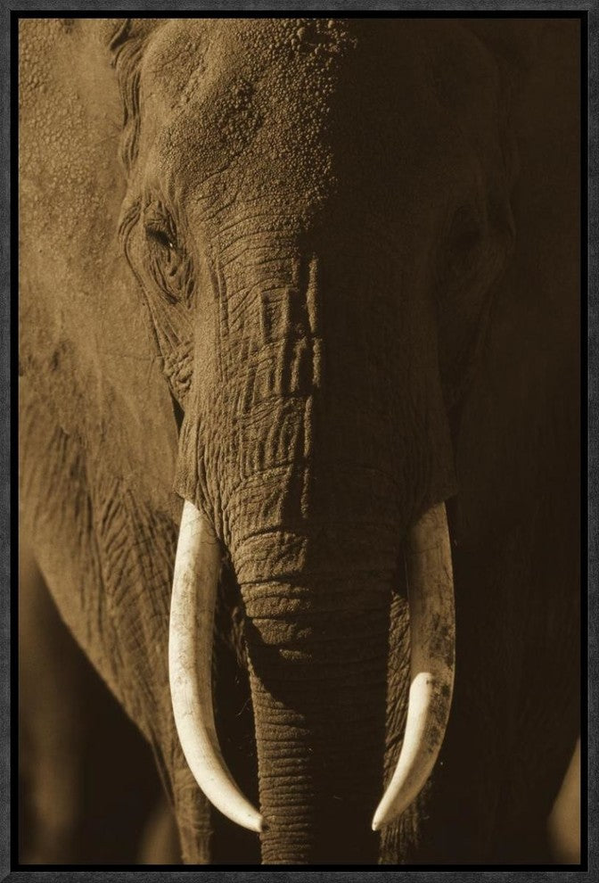 African Elephant Male Portrait With Long Tusks, Kenya, 12"x18"