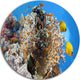 Coral Scene Panorama, Photo Large Disc Metal Wall Art, 23"