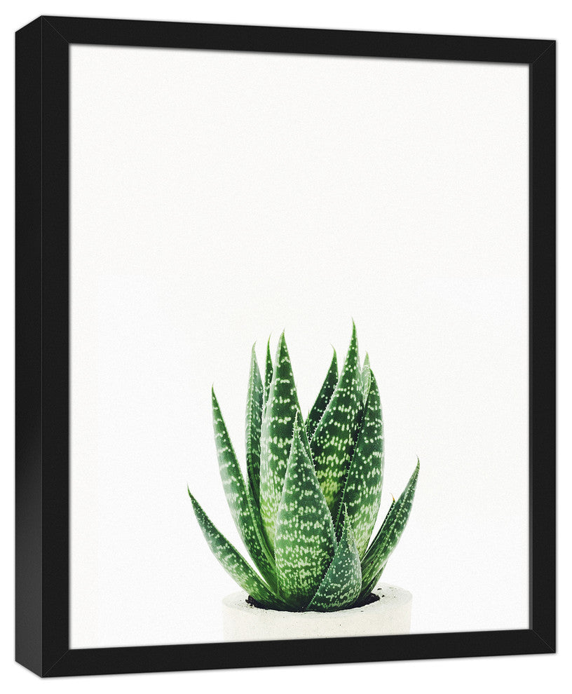 Snake Plant 16x20 Black Framed Canvas