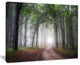 "Light Through Green Fall Forest" Canvas Print, 40"x30"