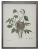 Bird Nest Plate LMI, Pewter Shadowbox