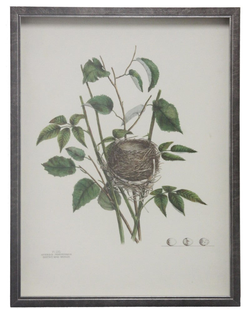 Bird Nest Plate LMI, Pewter Shadowbox