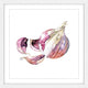 "Garlic Clove" Framed Print by Rachel Byler