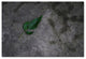 'Just a Leaf on a Rock' Canvas Art by Kurt Shaffer