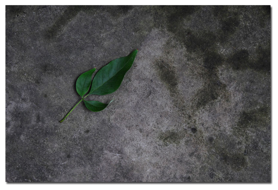 'Just a Leaf on a Rock' Canvas Art by Kurt Shaffer