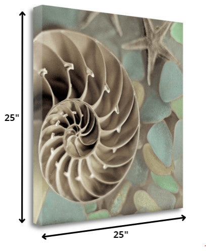 14" Snailshell and Seaglass 2 Giclee Wrap Canvas Wall Art