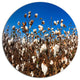 Blooming Alabama Cotton Field, Landscape Large Disc Metal Wall Art, 11"