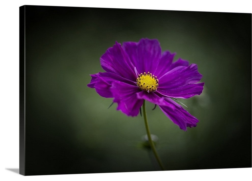 "Cosmos" Wrapped Canvas Art Print, 48"x32"x1.5"