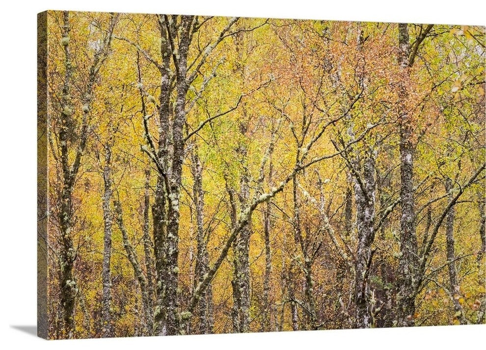 "Golden Tapestry" Wrapped Canvas Art Print, 24"x16"x1.5"