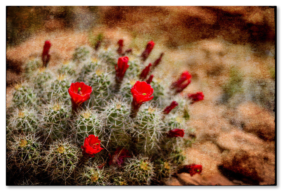LightBoxJournal 'Desert Flower 3' Canvas Art, 30" x 47"
