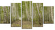 Dense Birch Grove in Summer Day, Forest Canvas Art Print, 60"x32", 5 Panels
