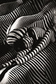 Contemporary Photographic Artwork | Andrew Martin Riding A Zebra, Xtra Large