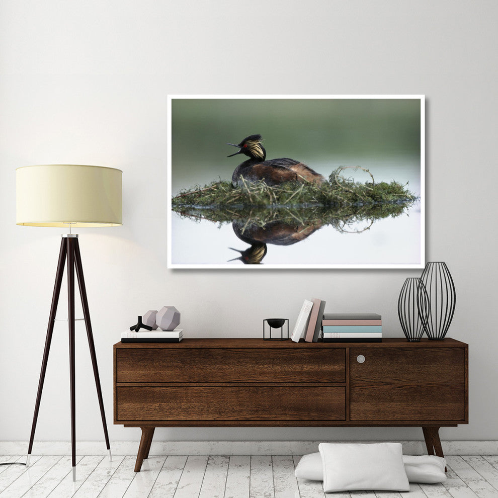 "Black-necked Grebe calling, incubating eggs, North America" Paper Art, 62"x42"