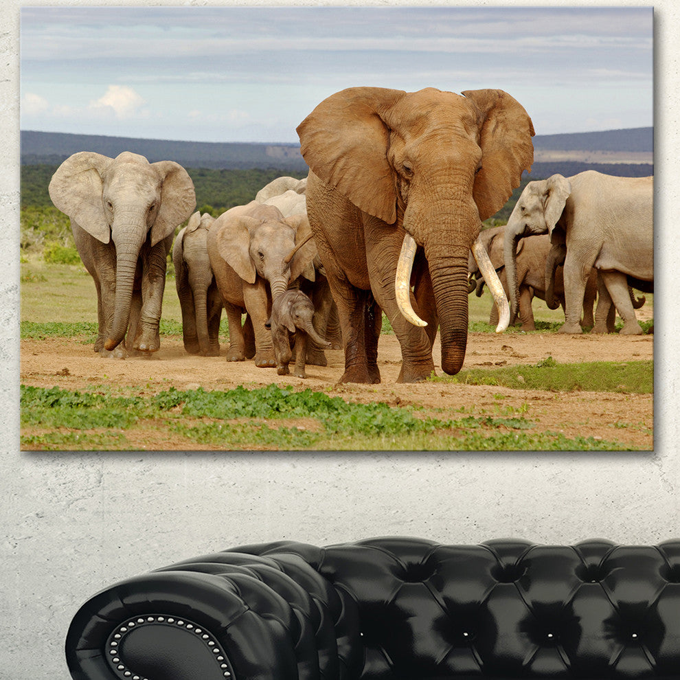 Large Elephant Herd in Africa, African Canvas Art Print, 40"x30"