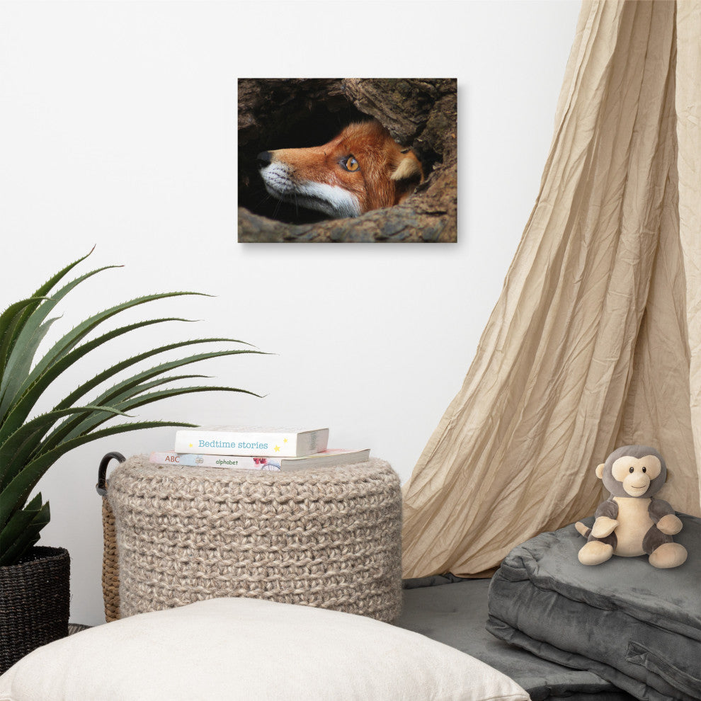 Red Fox Face in Stump Animal Wildlife Nature Photograph Canvas Wall Art Prints, 12" X 16"