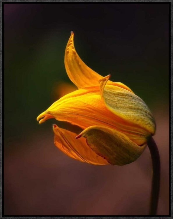 "Shine" Framed Canvas Giclee by Kent Mathiesen, 18x23"