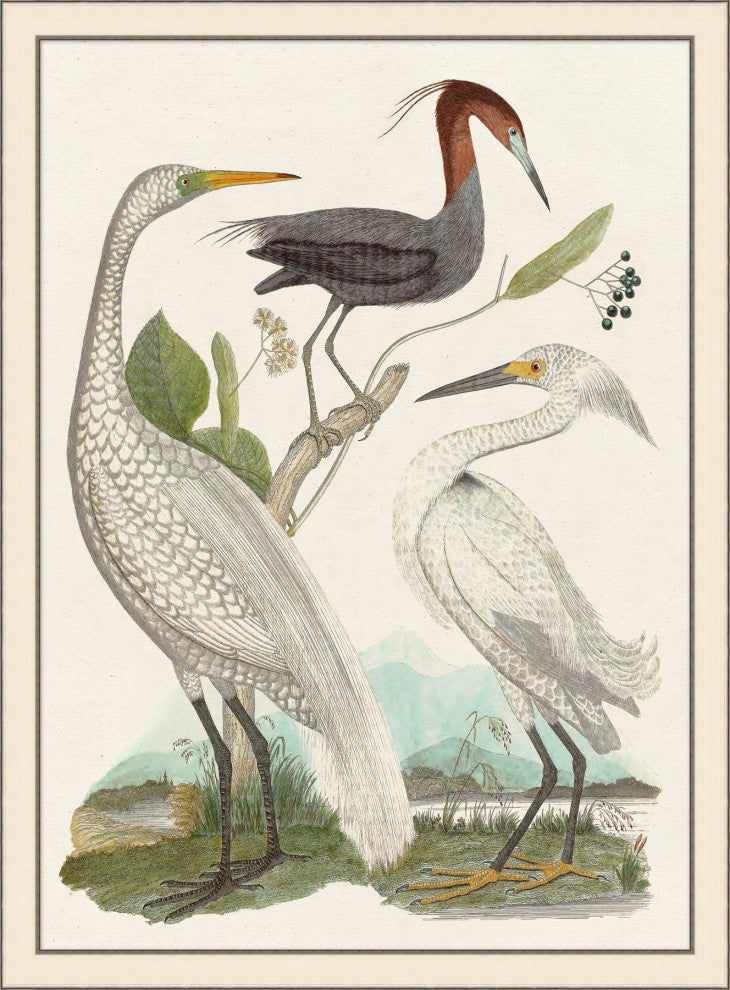 Trio Compsrison, Giclee Reproduction Artwork