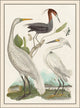 Trio Compsrison, Giclee Reproduction Artwork