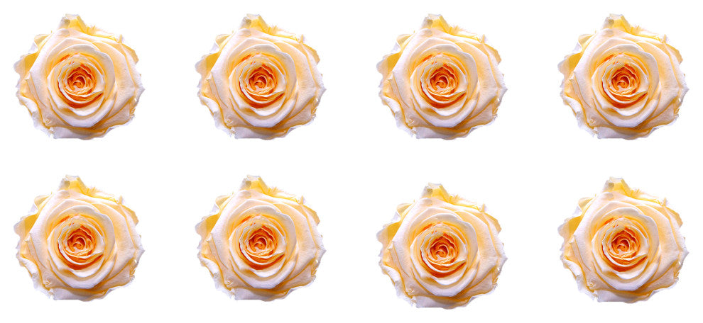 Regular Preserved Roses, Set of 8, Champagne